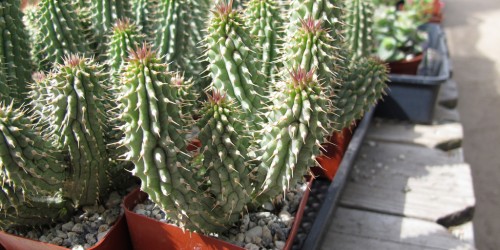 Natural Weight Loss With Hoodia Gordonii