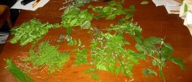 Kidney Detox Foods And Herbs