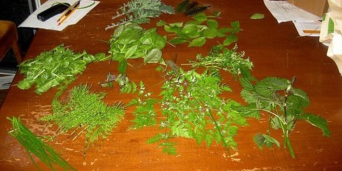 Kidney Detox Foods And Herbs