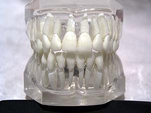 How a good oral hygiene and teeth care can prolong your life