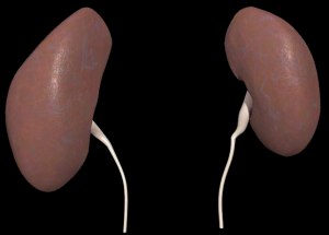 How is a kidney transplant done