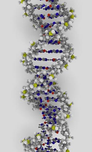 How is mitochondrial DNA used in forensics