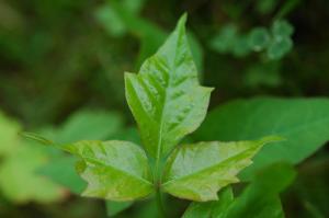 poison ivy last long does good remedies garden remove steadyhealth natural gloves dig simply pair sleeve clothing work grows poisonous