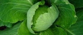 How the cabbage soup diet works using hypnosis