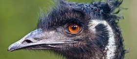 How to buy the best emu oil