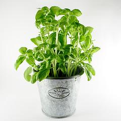 How To Care For Basil Plant General Center Steadyhealth