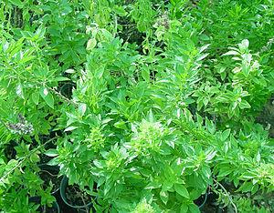 How to care for basil plant indoors