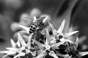 How to treat a bee sting