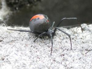 How to treat a Red back spider bite