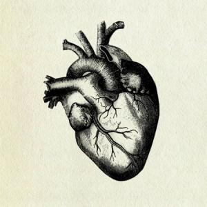 Human heart facts