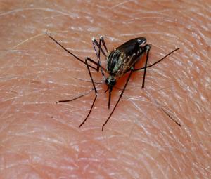 Infected mosquito bite