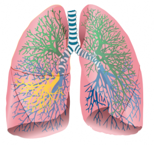 Inflammation of the lungs | General center | SteadyHealth.com