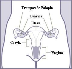 Information about Sexual and Reproductive Health
