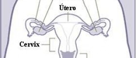 Information and functions of female reproductive system