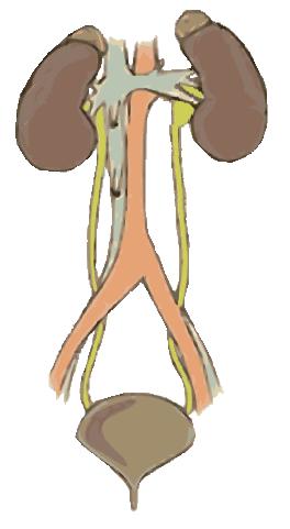 Information on urinary tract obstructions