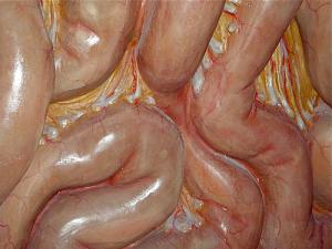Intestinal infections in humans