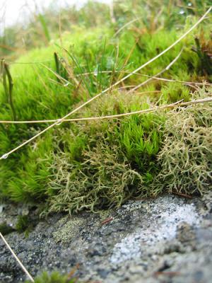 Irish moss benefits
