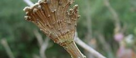 Is poison oak contagious