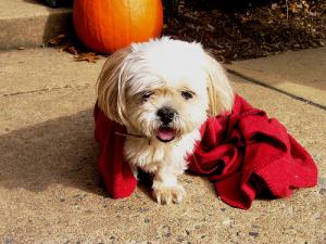 Is there a cure for Kennel cough