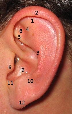 Itchy ear canal | General center | SteadyHealth.com