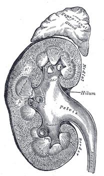 Kidney infection - pyelonephritis