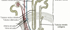 Kidney infection signs