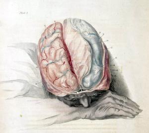 Left brain functions