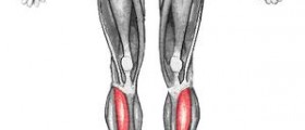 Leg exercises facts