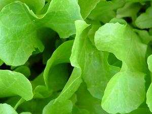 Lettuce nutrition facts