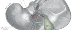 Liver failure symptoms