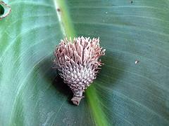 Loquat leaf facts