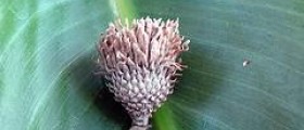 Loquat leaf facts