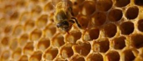 Manuka honey testimonials