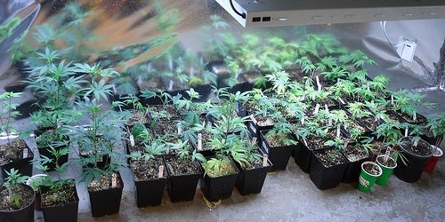 Canada To Snuff Out Medical Marijuana Production In Homes