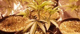 Therapeutic Uses Of Medical Marijuana