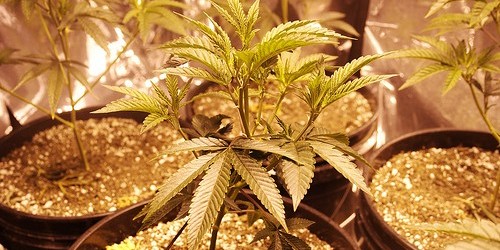 Therapeutic Uses Of Medical Marijuana