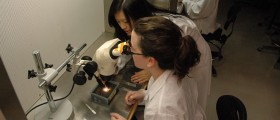 Breakthrough Replicates Human Brain Cells For Alzheimer's Research