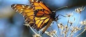 Monarch butterfly life cycle