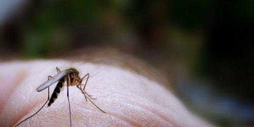 How A Mosquito Bite Can Cost The US Millions Of Dollars