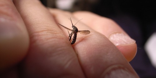 West Nile Virus Not In News, But Still Causes Serious Illnesses