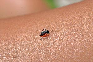 Mosquito repellent for babies