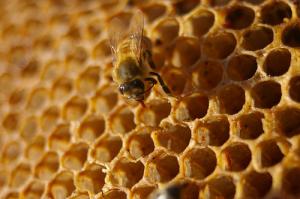 Most common uses for manuka honey