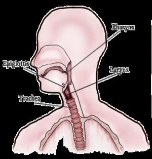 Mucus nose throat galleries 925