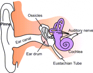 Muffled hearing in one ear