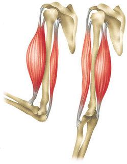 Muscles worked by pull ups