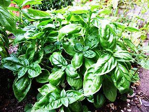 Natural insecticide for basil