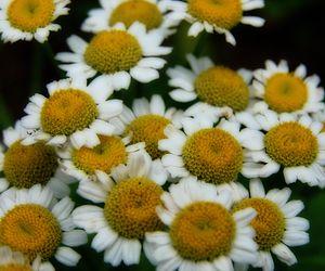 Natural therapy for migraine