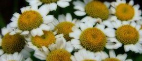Natural therapy for migraine