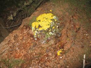 Natural way to get rid of mold