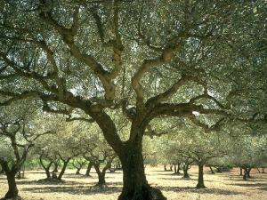 Olive oil calories